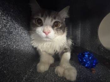 Rescue Domestic Short Hair Cats for Adoption in New York, New York - Willow | PetCurious