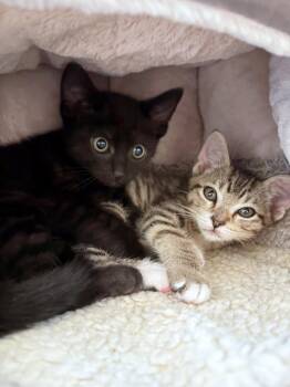 MIDNIGHT - Male Kitten -  Tabby and Domestic Short Hair Cat for Adoption in Hillsboro, Oregon - MIDNIGHT - Male Kitten | PetCurious