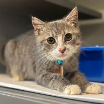 CO0457 Chaz -  Domestic Short Hair Cat for Adoption in Port Washington, New York - CO0457 Chaz | PetCurious
