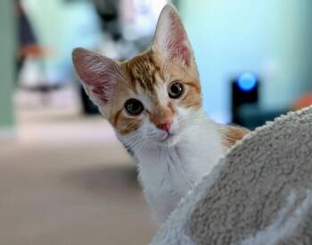 Artemis -  Domestic Short Hair Cat for Adoption in Garner, North Carolina - Artemis | PetCurious