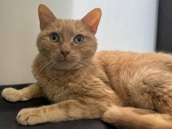 Sammy -  Domestic Short Hair Cat for Adoption in Golden Valley, Minnesota - Sammy | PetCurious