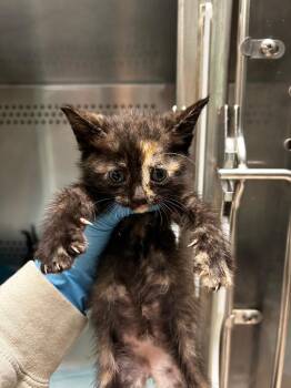 Agee Kitten 3 -  Domestic Short Hair Cat for Adoption in Morgantown, Kentucky - Agee Kitten 3 | PetCurious