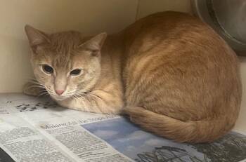 Rescue Domestic Short Hair Cats for Adoption in Atlanta, Georgia - Mochi | PetCurious