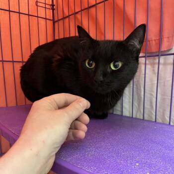Alma -  Domestic Short Hair Cat for Adoption in Bedford, New Hampshire - Alma | PetCurious