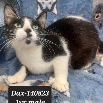 Domestic Short Hair Cats Available for Adoption in New Tazewell, Tennessee - Dax | PetCurious