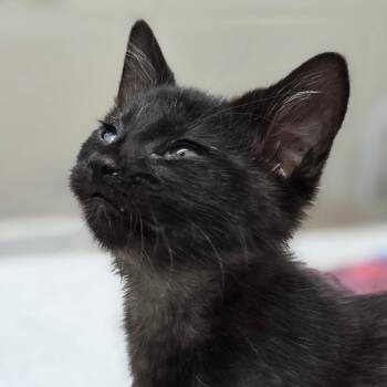 Ned -  Domestic Short Hair Cat for Adoption in Huntsville, Alabama - Ned | PetCurious