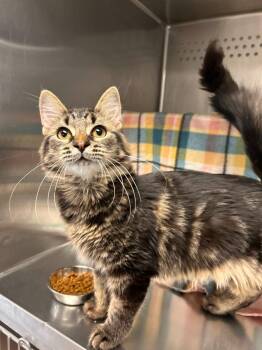 Angelique -  Domestic Medium Hair Cat for Adoption in Minot, North Dakota - Angelique | PetCurious