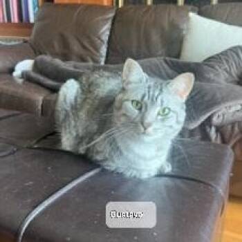 Gustavo (m) 6yrs old Grey silver tabby  -  Domestic Short Hair Cat Available for Adoption in Ottawa, Ontario - Gustavo (m) 6yrs Old Grey Silver Tabby  | PetCurious