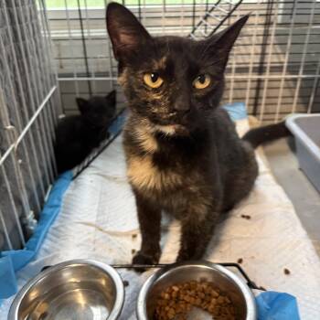 Tirimasu    ( mb) plus 5 dob 17 may 26 -  Domestic Short Hair and Tortoiseshell Cat for Adoption in White Bluff, Tennessee - Tirimasu    ( Mb) Plus 5 Dob 17 May 26 | PetCurious