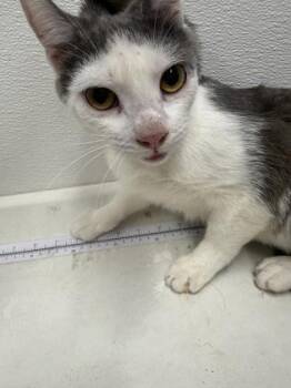 Lightning -  Domestic Short Hair Cat for Adoption in West Chester, Pennsylvania - Lightning | PetCurious