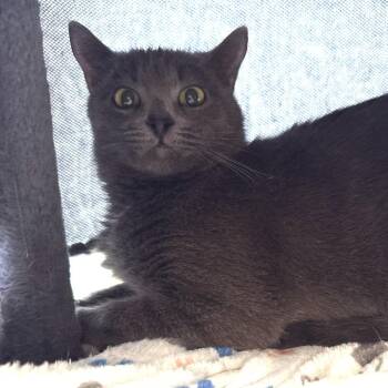 Wiffles -  Domestic Short Hair Cat Available for Adoption in Tupelo, Mississippi - Wiffles | PetCurious