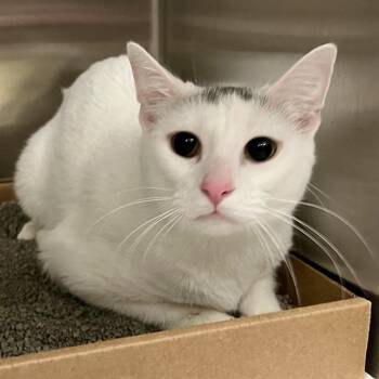 PAW -  Domestic Short Hair Cat for Adoption in St. Louis, Missouri - PAW | PetCurious