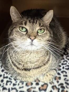 Domestic Short Hair Cats Available for Adoption in Seneca, South Carolina - Kit $25 | PetCurious