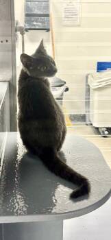 Rescue Domestic Short Hair Cats for Adoption in Randolph, Alabama - Betsy | PetCurious