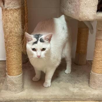 Willow -  Domestic Short Hair Cat for Adoption in Monroe, Louisiana - Willow | PetCurious
