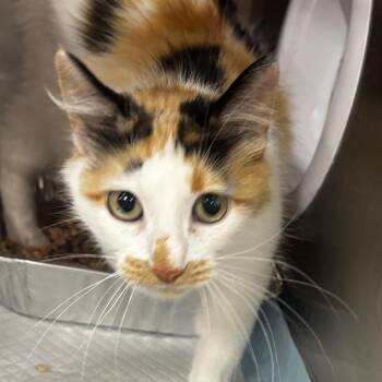 Yuumi -  Domestic Medium Hair Cat for Adoption in Salt Lake City, Utah - Yuumi | PetCurious