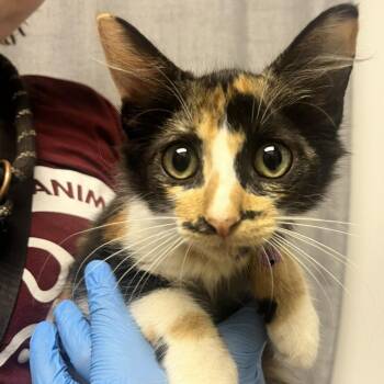 Tiny -  Domestic Short Hair Cat for Adoption in Hattiesburg, Mississippi - Tiny | PetCurious