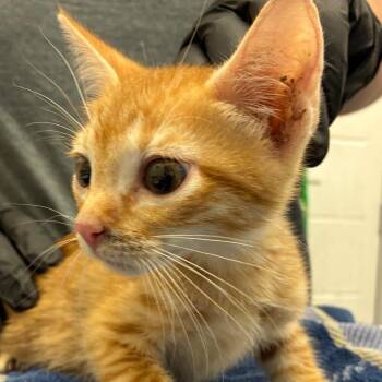 Snickers -  Domestic Short Hair Cat for Adoption in Corpus Christi, Texas - Snickers | PetCurious