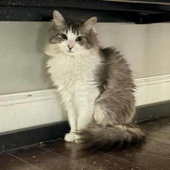 Kendra -  Domestic Long Hair Cat for Adoption in Fredericton, New Brunswick - Kendra | PetCurious