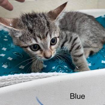 Bluebonnet 26-07-002 -  Domestic Short Hair Cat for Adoption in Bastrop, Texas - Bluebonnet 26-07-002 | PetCurious