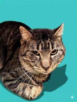 Domestic Short Hair Cats Available for Adoption in Jacksonville, Florida - IGOR | PetCurious