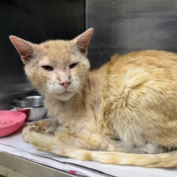 SMITH -  Domestic Short Hair Cat for Adoption in San Antonio, Texas - SMITH | PetCurious