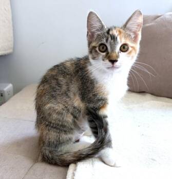 ADVENTURE GIRL -  Domestic Short Hair Cat for Adoption in Burbank, California - ADVENTURE GIRL | PetCurious