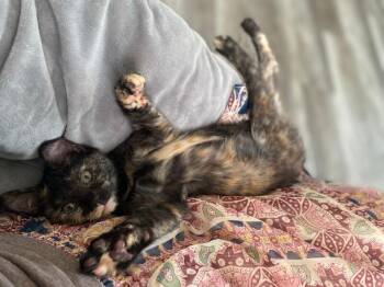 Mia -  Domestic Short Hair Cat for Adoption in Fort Collins, Colorado - Mia | PetCurious