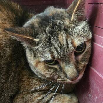 Beatrice -  American Shorthair Cat for Adoption in San Jacinto, California - Beatrice | PetCurious