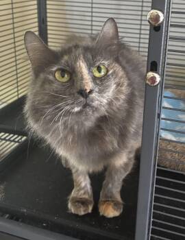 Cinder -  Dilute Tortoiseshell and Domestic Medium Hair Cat for Adoption in Theodore, Alabama - Cinder | PetCurious