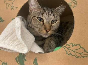 Domestic Short Hair Cats Available for Adoption - BOBBU | PetCurious