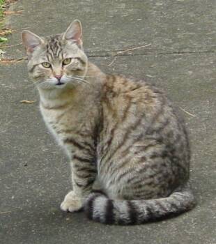 Domestic Short Hair Cats Available for Adoption in Auburn, Indiana - Diesel Fuel | PetCurious