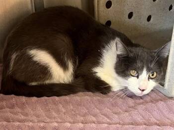 Domestic Short Hair Cats Available for Adoption in Thousand Palms, California - MADELINE | PetCurious