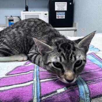Blimpy -  Domestic Short Hair Cat for Adoption in Riverside, California - Blimpy | PetCurious