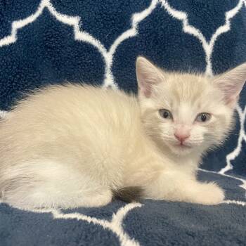 Rescue Domestic Short Hair and Siamese Cats for Adoption in San Antonio, Texas - Latte | PetCurious