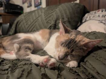 Dilute Calico Cats Available for Adoption in Gardnerville, Nevada - Valentine | PetCurious