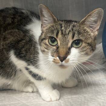 Rescue Domestic Short Hair Cats for Adoption in Napoleon, Ohio - Yuki 68C25 | PetCurious