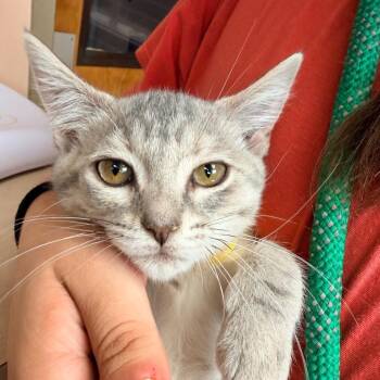 Alice -  Domestic Short Hair Cat for Adoption in Columbus, Georgia - Alice | PetCurious