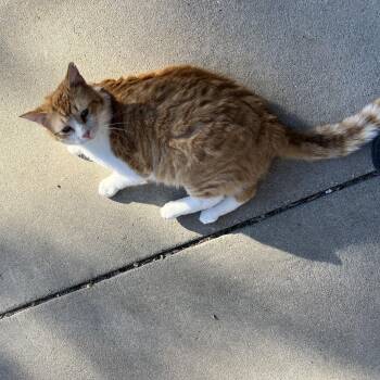 Rescue Domestic Short Hair Cats for Adoption in Milwaukee, Wisconsin - Cheesecurd | PetCurious