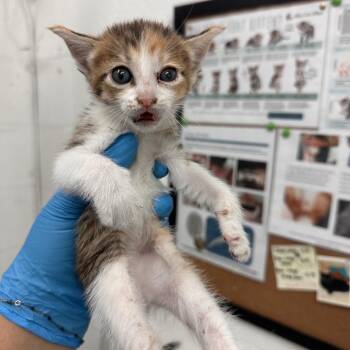 Domestic Short Hair Cats Available for Adoption in Edinburg, Texas - October | PetCurious