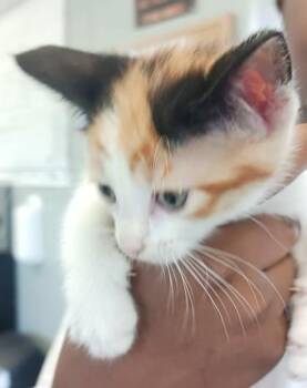 Roxie-Adopt Pending -  Domestic Short Hair Cat for Adoption in West Memphis, Arkansas - Roxie-Adopt Pending | PetCurious