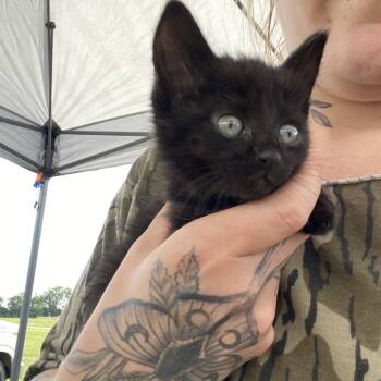 Rooster -  Domestic Short Hair Cat for Adoption in Rocky Mount, Virginia - Rooster | PetCurious