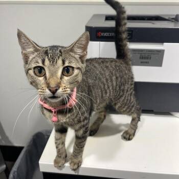 Mami -  Domestic Short Hair Cat for Adoption in Tampa, Florida - Mami | PetCurious
