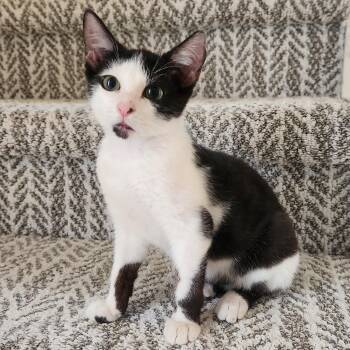 Rescue American Shorthair Cats for Adoption in Allen, Texas - Stubby (Manx- Ish) | PetCurious