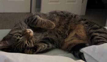 Rescue Domestic Short Hair Cats for Adoption in Greenville, North Carolina - Lemur | PetCurious