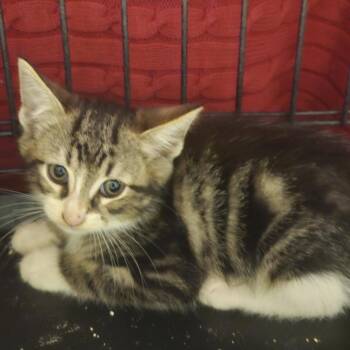 Dragonfly -  Domestic Short Hair Cat for Adoption in Danbury, Connecticut - Dragonfly | PetCurious