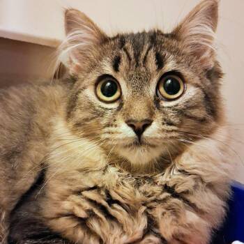 Xena -  Domestic Medium Hair Cat for Adoption in Toronto, Ontario - Xena | PetCurious