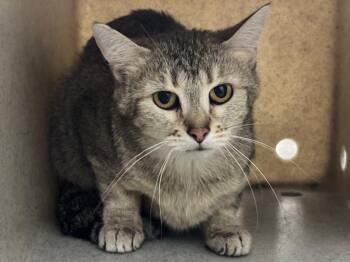 Chloe -  Tabby Cat for Adoption in Powell, Ohio - Chloe | PetCurious