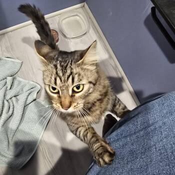 Tabby Cats Available for Adoption - Vermillion ****Courtesy Post******* | PetCurious