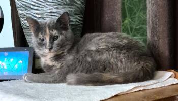 Domestic Short Hair Cats Available for Adoption - Pearlie | PetCurious